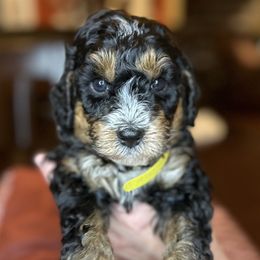 Jim - Tri-color Bernedoodle puppy in Arab, Alabama from ConkleDoodlePoos