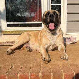 NALA - Mastiff