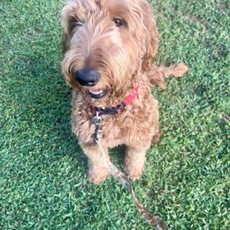 Ruby - Goldendoodle