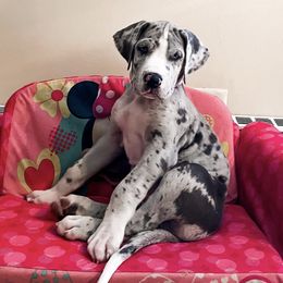 Great Danes from Kait's Danes