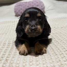 Black and cream girl - Black and cream female Dachshund puppy in Defuniak Springs, Florida from Anastasia Knight's Cocker Spaniels