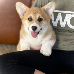 Timmy - Red Pembroke Welsh Corgi puppy in Weston, Idaho from Diamond Fox Corgis