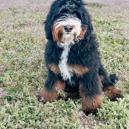 Finnick - Bernedoodle