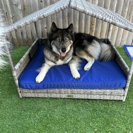 Leia - Siberian Husky