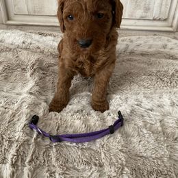 Goldendoodle Puppies from Jozlyn’s Pups