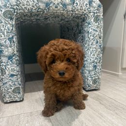 Rose - Red  female Poodle puppy in Poth, Texas from Casa de Curls