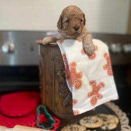 Sugar - Red female Cavapoo puppy in Mouth Of Wilson, Virginia from HoneyBunn Doodle Co.