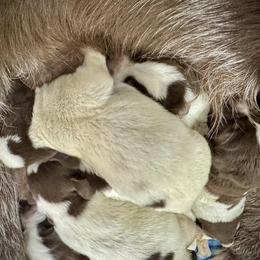 Girl 7 - Brown roan female Spinone Italiano puppy in Teton County, Idaho from Mountain Valley Spinone