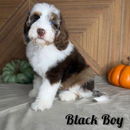 Black Boy - Chocolate merle male Bernedoodle puppy in Modesto, California from Two Doods Doodles