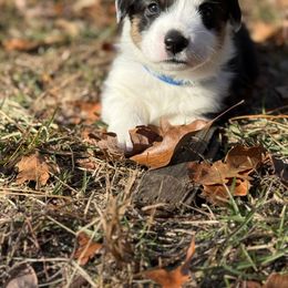 Boy 2 - 900 - Black and tan male Pembroke Welsh Corgi puppy in Star City, Arkansas from T4 Farms