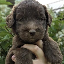 Newfypoo puppies from Green Acres Newfypoos