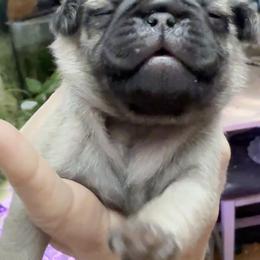 Boy 1 - Fawn male Pug puppy in Saugus, Massachusetts from Pug Puppies of Boston