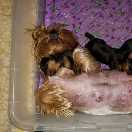 Yorkshire Terrier Puppies from LuvStruck Yorkies