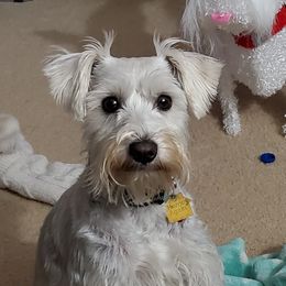 Sassy - Miniature Schnauzer