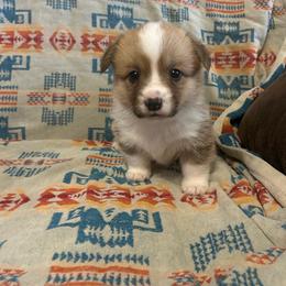 Flame Tail Intact - Red male Pembroke Welsh Corgi puppy in Maupin, Oregon from Bailey Nannini