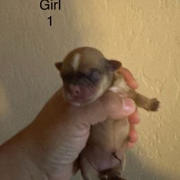 Girl 1 - Black gold and white female Shorkie puppy in San Tan Valley, Arizona from Great Mates