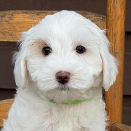 Sterling (Lime Green Collar) - Chalk female Australian Labradoodle puppy in Mount Gilead, North Carolina from Tillery Labradoodles
