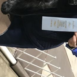 Applejack - English Cocker Spaniel