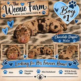 Boy 2 - Dapple male Dachshund puppy in Fritch, Texas from The Weenie Farm