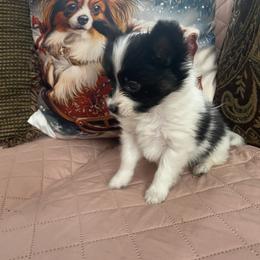 Puppy boy 1 - White black and tan male Papillon puppy in Derry, New Hampshire from A Circle Of Love Papillons
