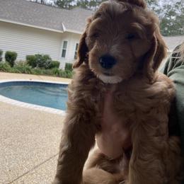 Goldendoodle Puppies from BB Doodles