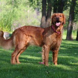 Merry - Golden Retriever