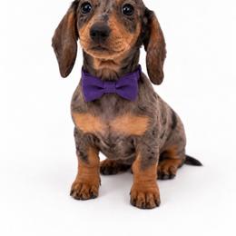 Shadow - Dapple female Dachshund puppy in Illinois from William Rotsaert