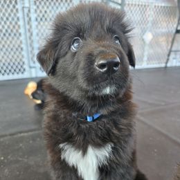 Blue - Shiloh Shepherd puppy from Stunning Shiloh Shepherds