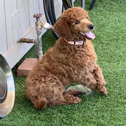 Butch - Red  male Poodle puppy in Sheridan, California from Renegade Standard Poodles