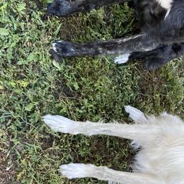 Bubba - Silken Windhound