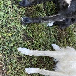 Bubba - Silken Windhound