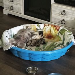 Pug Puppies from KoMugPugs