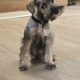 Boy 2 - male Miniature Schnauzer puppy in Spring Hill, Florida from Suncoast Miniature Schnauzers