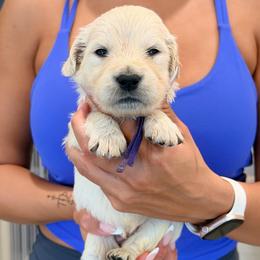 Molly - Light golden female Golden Retriever puppy in Las Vegas, Nevada from Robinson Retrievers