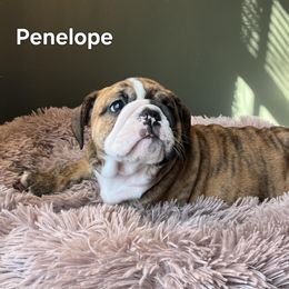Bulldog Puppies from Mary Estabrook