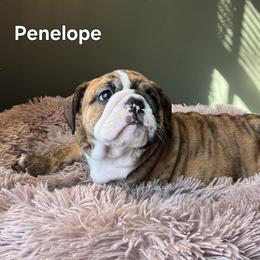 Bulldog Puppies from Mary Estabrook