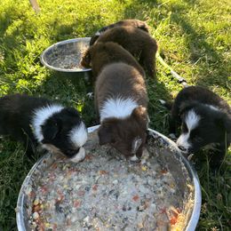 Border Collie Puppies from Athena’s Collies