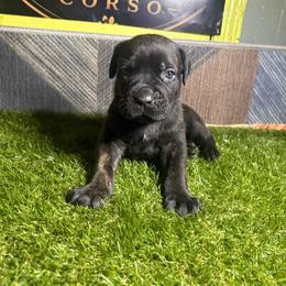 Purple girl - Black brindle female Cane Corso puppy in Saluda, South Carolina from Brooks Imperial Corso