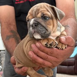 Hazel - Blue tri-color female Bulldog puppy in Norco, California from Alizah Bulldogs