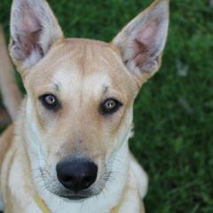 Carolina Dog Puppies from Williams Sweet Carolina