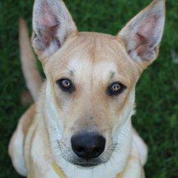 Carolina Dog Puppies from Williams Sweet Carolina