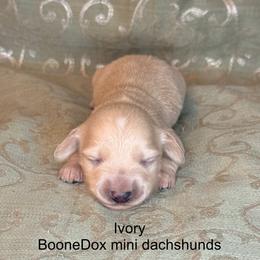 Ivory - Cream female Dachshund puppy in Lexington, Oklahoma from BooneDox Miniature Dachshunds