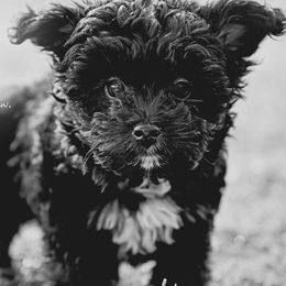 Aussiedoodles from 5 Cent Doodle Dogs