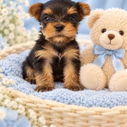 Teacup River - Black and gold male Yorkshire Terrier puppy in Lithonia, Georgia from Toy Yorkies Atlanta