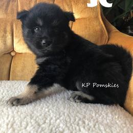 Pomsky Puppies from KP Pomskies LLC