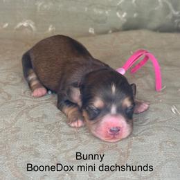 Bunny - Cream female Dachshund puppy in Lexington, Oklahoma from BooneDox Miniature Dachshunds