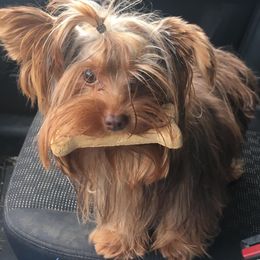 Bordoodles and Yorkshire Terriers from Julia Hettich's Yorkshires and Bordoodles