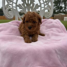 Coco - Red  female Poodle puppy in Apex, North Carolina from Happy puppies