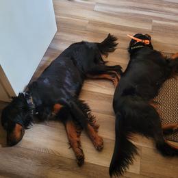 Gordon Setters from Donna's Gordon Setters