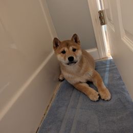 Baxter - Red male Shiba Inu puppy in Warren County, New Jersey from Yellow Gate Kennel